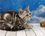 Кошки в Москве: Прямоухий котенок Дантес Мальчик, Бесплатно - фото 2