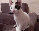 Кошки в Омске: Котята девочки Девочка, Бесплатно - фото 4