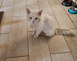 Кошки в Лобне: Настрадался котик. Ищем новый дом  Мальчик, Бесплатно - фото 8