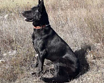 Собаки в Севастополе: Черные щенки Восточноевропейская овчарка Мальчик, 40 000 руб. - фото 8