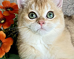Кошки в Екатеринбурге: Золотце с изумрудными глазами Мальчик, Бесплатно - фото 3