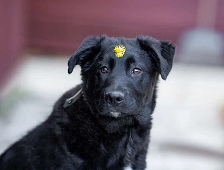 Объявление: Черный щенок метис лабрадора Глория в добрые руки, 1 руб., Москва