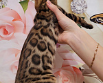 Кошки в Москве: Бенгальские котята  Мальчик, 25 000 руб. - фото 10