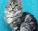 Кошки в Мытищах: Котенок Мейн-кун Девочка, 45 000 руб. - фото 8