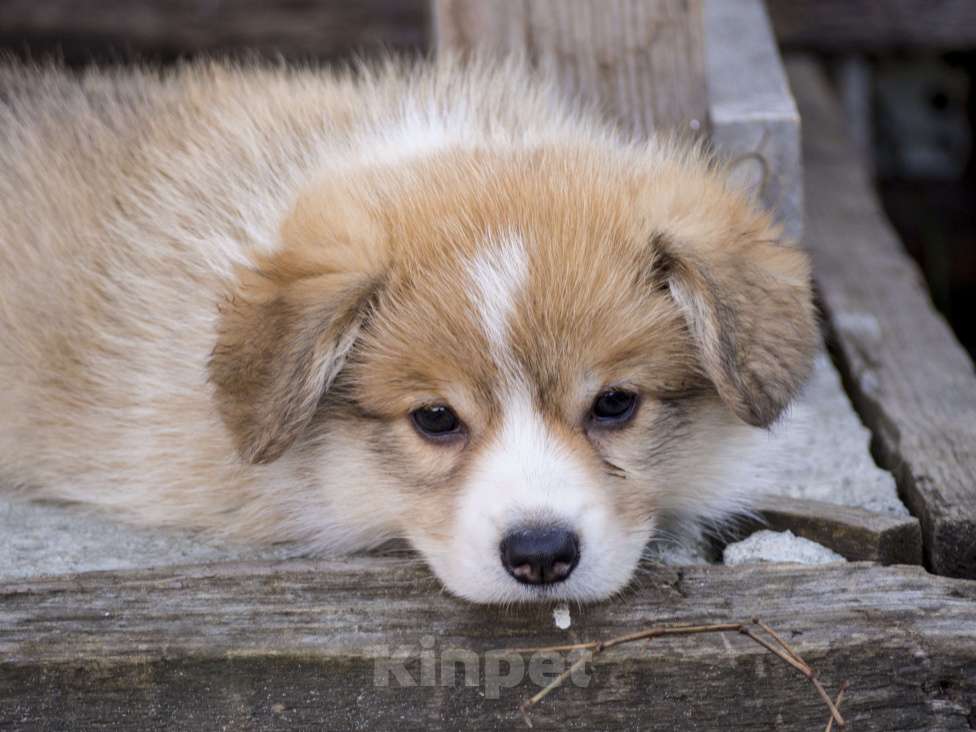 Собаки в Новосибирске: Щенок вельш корги пемброк Мальчик, Бесплатно - фото 1