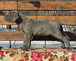 Собаки в Новокуйбышевске: Серо-тигровый парень 2,5 мес  Мальчик, 80 000 руб. - фото 2