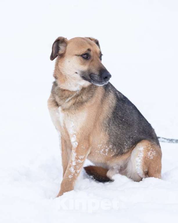 Собаки в Москве: Бедный Оливер дважды вернулся в приют Мальчик, Бесплатно - фото 1