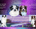 Собаки в Коломне: Щенки породистые красавцы очень красивые и яркие Мальчик, 60 000 руб. - фото 5