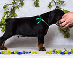 Собаки в Зеленограде: Кобель зеленая лента  Мальчик, 100 000 руб. - фото 4