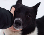 Собаки в Москве: Поппи Девочка, Бесплатно - фото 3