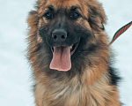 Собаки в Москве: Альма Девочка, Бесплатно - фото 2