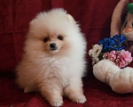 Собаки в Москве: Белый мини мальчик Мальчик, 35 000 руб. - фото 4