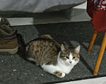 Кошки в Москве: Кота в добрые руки Мальчик, Бесплатно - фото 1