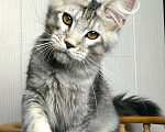 Кошки в Мытищах: Котенок Мейн-кун Мальчик, 50 000 руб. - фото 9