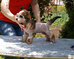 Собаки в Липецке: Голая девочка Рокси Девочка, 70 000 руб. - фото 4