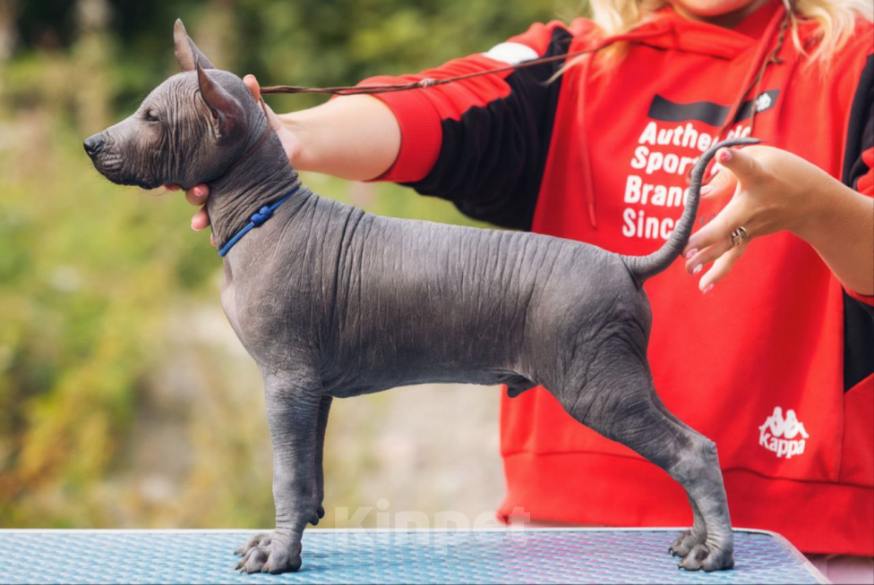 Собаки в Выборге: Кобель стандартного размера Мальчик, 100 000 руб. - фото 1