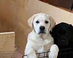 Собаки в Домодедово: Лабрадора щенки кобели палевые 3 мес Мальчик, 55 000 руб. - фото 2