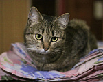 Кошки в Балашихе: Классическая полосатая Мурка 3,5 г. из приюта Девочка, Бесплатно - фото 4
