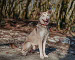 Собаки в Москве: Джекки ищет дом Мальчик, Бесплатно - фото 3
