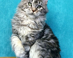 Кошки в Мытищах: Котенок Мейн-кун Девочка, 45 000 руб. - фото 4