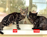 Кошки в Дмитрове: Тони и Тор ищут дом!  Мальчик, Бесплатно - фото 1