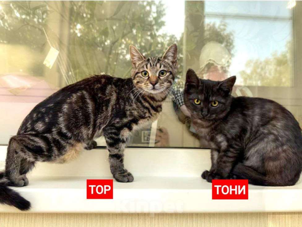 Кошки в Дмитрове: Тони и Тор ищут дом!  Мальчик, Бесплатно - фото 1