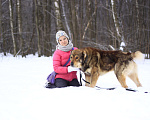 Собаки в Видном: Тигрис 1,5 года Мальчик, Бесплатно - фото 4