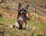 Собаки в Липецке: Щенки китайской хохлатой Мальчик, 40 000 руб. - фото 5