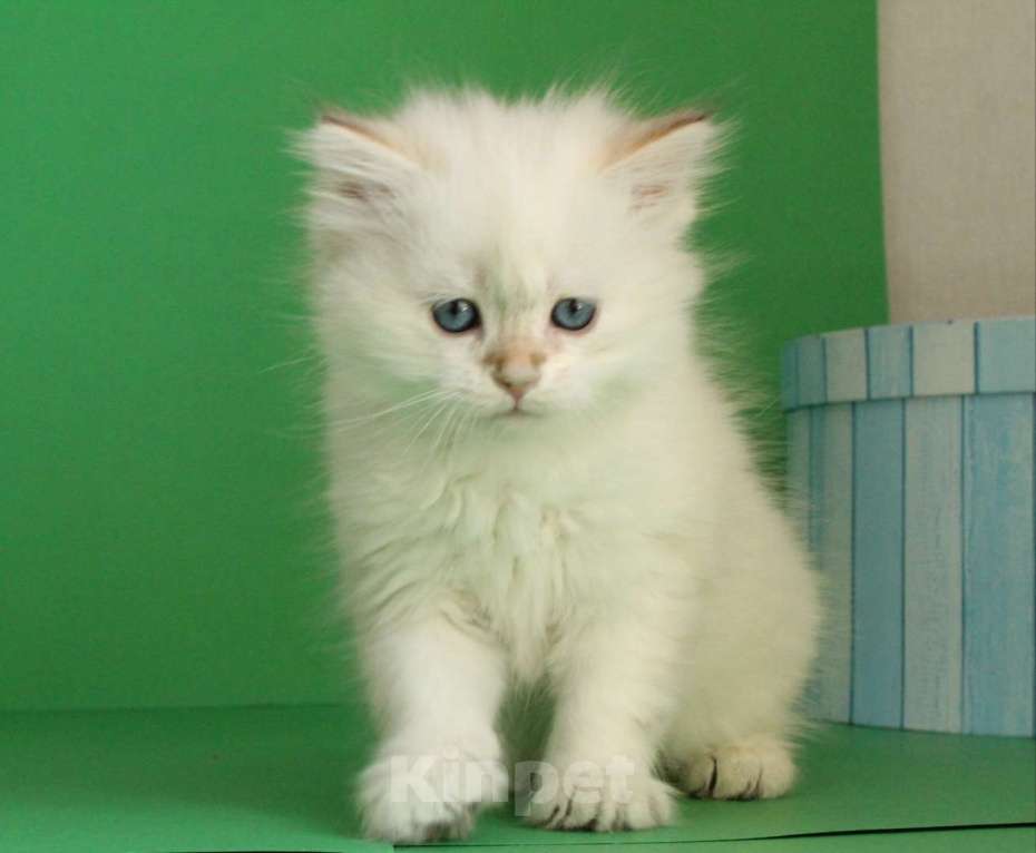Кошки в Долгопрудном: Котенок сибирский  Мальчик, 35 000 руб. - фото 1