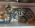 Кошки в Санкт-Петербурге: Бенгальские котята клубные с документами Мальчик, 18 700 руб. - фото 5