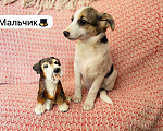 Собаки в Санкт-Петербурге: Мальчик от маленькой собачки  Мальчик, Бесплатно - фото 5