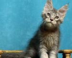 Кошки в Мытищах: Котенок Мейн кун Мальчик, 45 000 руб. - фото 4