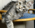 Кошки в Мытищах: Котенок Мейн-кун Мальчик, 50 000 руб. - фото 5