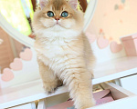 Кошки в Владивостоке: Длинношерстный британский котенок Мальчик, 60 000 руб. - фото 1