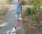 Собаки в Таганроге: Утеряна любимая девочка Девочка, 1 000 руб. - фото 3