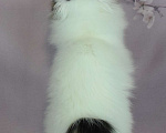 Кошки в Егорьевске: Котенок редкого окраса (Курильский бобтейл) Мальчик, 45 000 руб. - фото 2