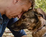Собаки в Москве: Милли ищет дом и хозяина, в добрые руки собака Девочка, Бесплатно - фото 5