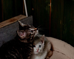 Кошки в Москве: Очаровательные Скай и Ричи в поиске дома Мальчик, Бесплатно - фото 3