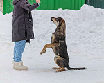Собаки в Москве: Отличный охранник, молодой пес Платон, метис ретривера в добрые руки Мальчик, 10 руб. - фото 4