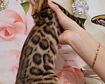 Кошки в Москве: Бенгальские котята  Мальчик, 25 000 руб. - фото 2