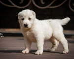 Собаки в Москве: Среднеазиатская овчарка (алабай) Мальчик, 50 000 руб. - фото 1