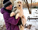 Собаки в Москве: Крсавица СТЭФФАНИ в поисках семьи Девочка, Бесплатно - фото 8