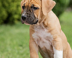 Собаки в Краснодаре: Щенки стаффордширского терьера Девочка, 30 000 руб. - фото 1