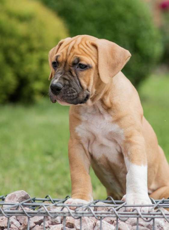 Собаки в Краснодаре: Щенки стаффордширского терьера Девочка, 30 000 руб. - фото 1