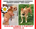 Собаки в Видном: Пропал чихуахуа мальчик Мальчик, 20 000 руб. - фото 3