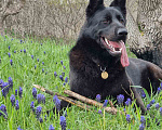 Собаки в Севастополе: Черные щенки Восточноевропейская овчарка Мальчик, 40 000 руб. - фото 9