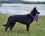 Собаки в Севастополе: Черные щенки Восточноевропейская овчарка Мальчик, 40 000 руб. - фото 10