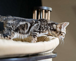Кошки в Волгограде: Ориентальные котята Мальчик, 45 000 руб. - фото 6