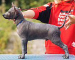 Собаки в Выборге: Кобель стандартного размера Мальчик, 100 000 руб. - фото 1