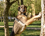 Собаки в Москве: Милли ищет дом и хозяина, в добрые руки собака Девочка, Бесплатно - фото 2